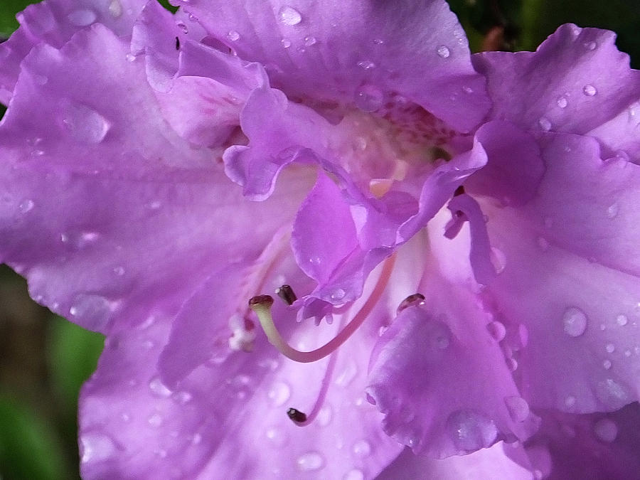 Lavender Azalea Photograph by Ashli Carter - Fine Art America