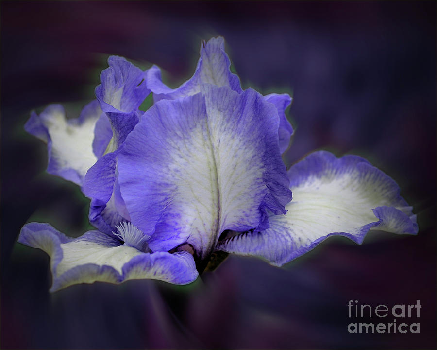 Lavender Bearded Iris Photograph by Smilin Eyes Treasures