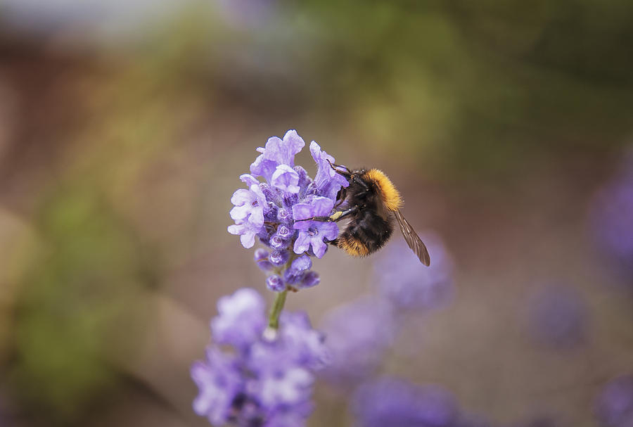 Lavender Bee Photograph by Alex Hiemstra Fine Art America