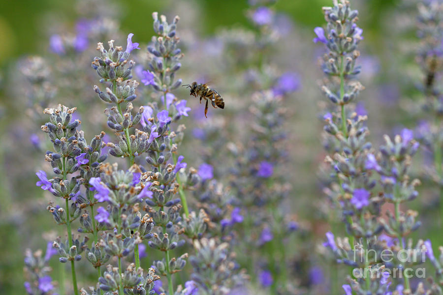 Lavender bee Photograph by Carole Lloyd