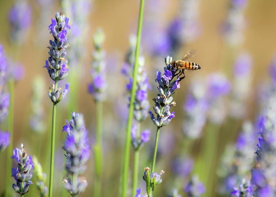 Lavender Bee ii Photograph by Rod Best