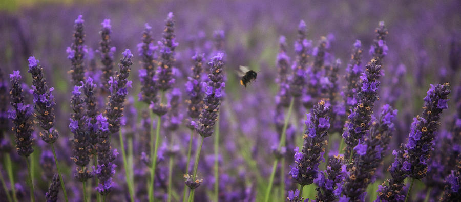Lavender Bee Photograph by Martin Newman - Fine Art America
