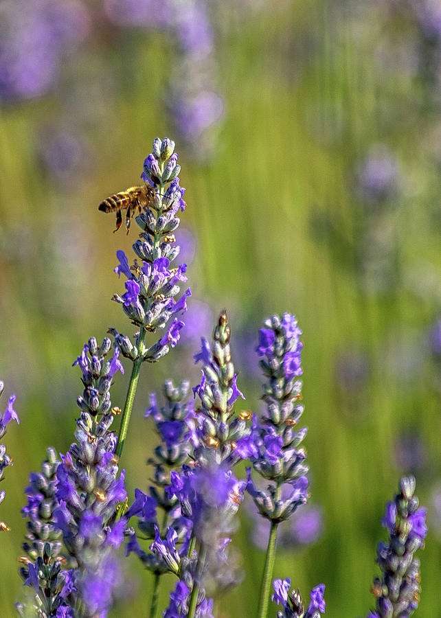 Lavender Bee Photograph by Rod Best