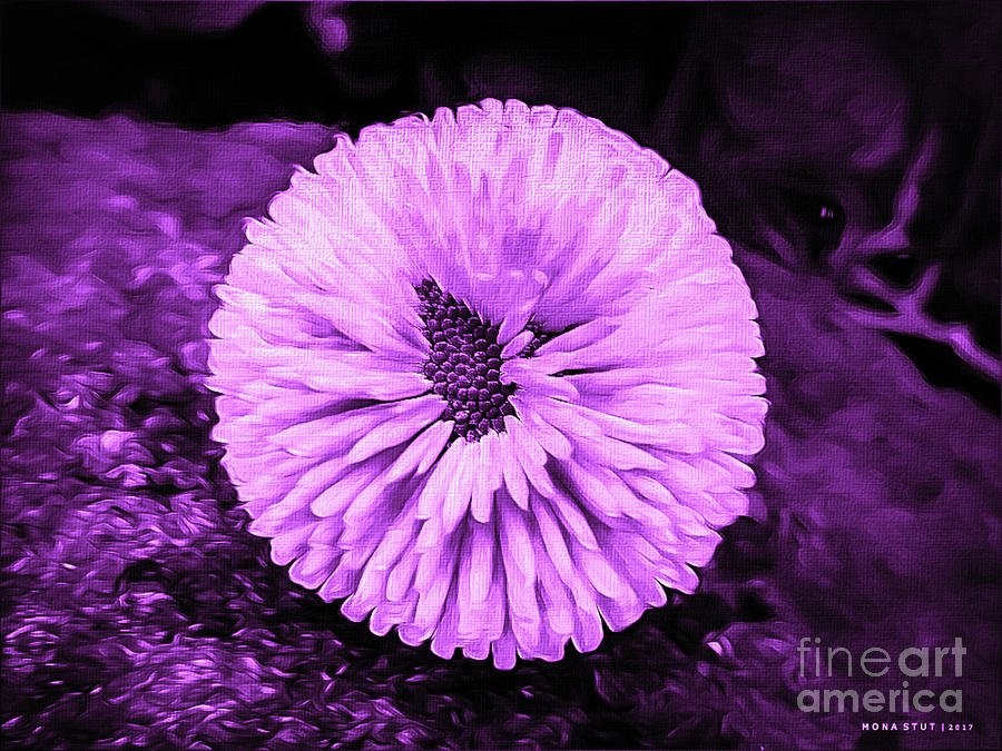 Bellis perennis Lavender Daisy Digital Art by Mona Stut