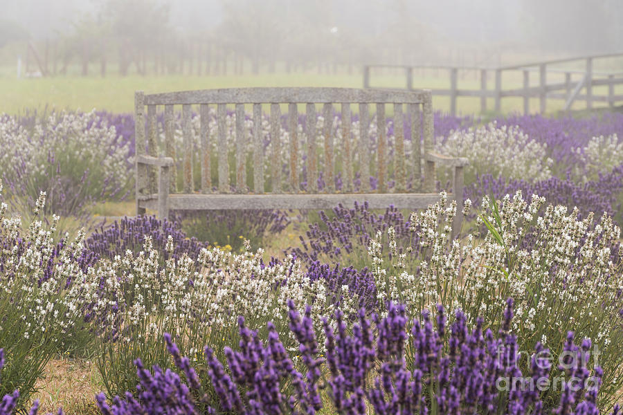 Lavender Bench Photograph by Louise Magno