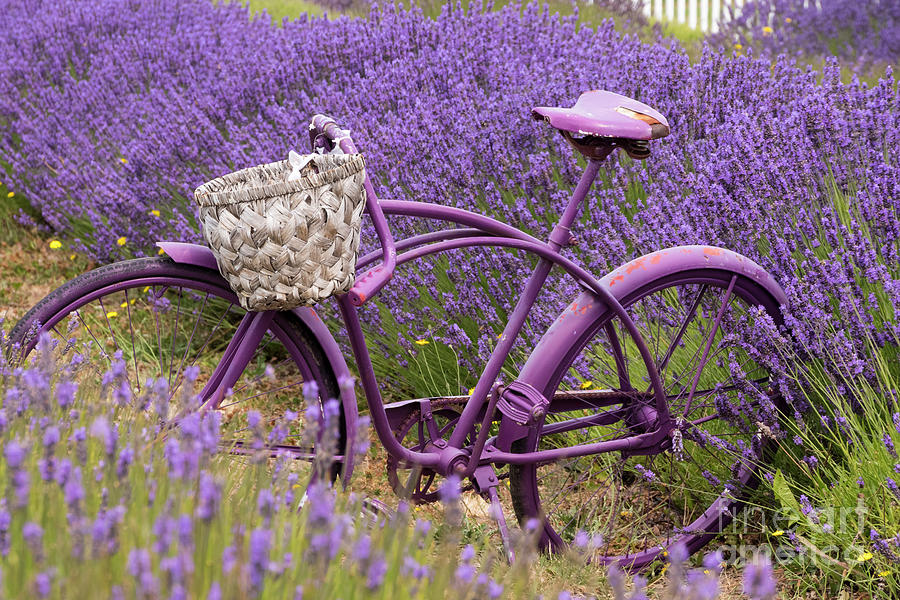 Lavender Bike Photograph by Louise Magno