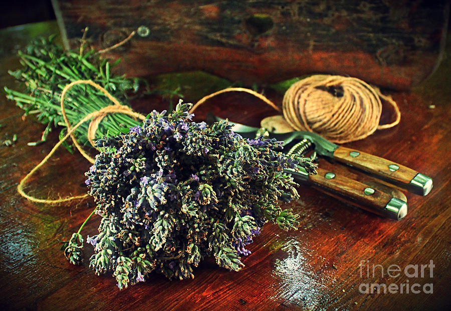 Lavender Photograph by Binka Kirova