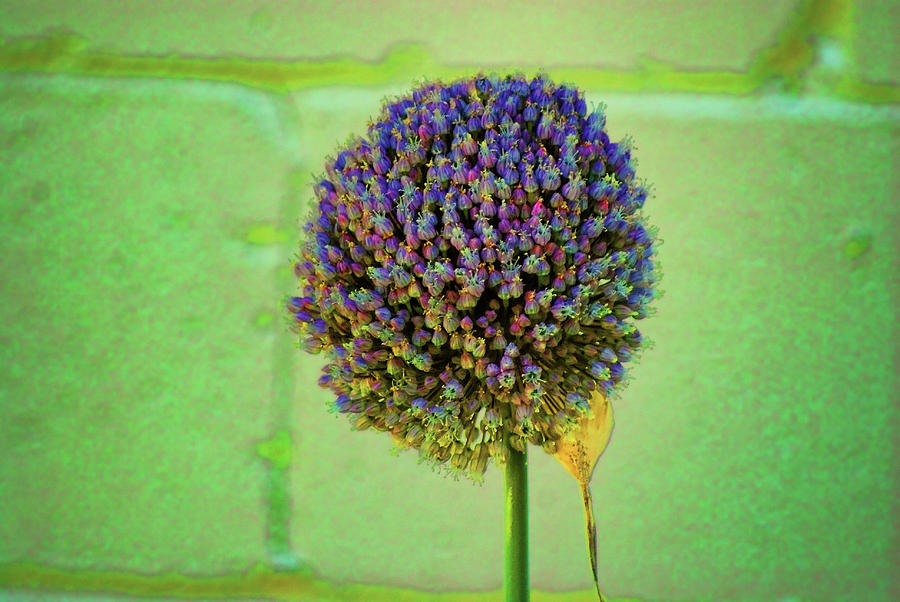 Lavender Bloom by Rick Friedle Lavender Bloom by Rick Friedle