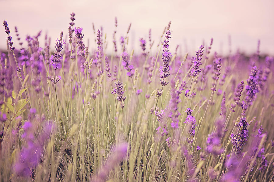 Lavender blossom Photograph by Monika Tymanowska