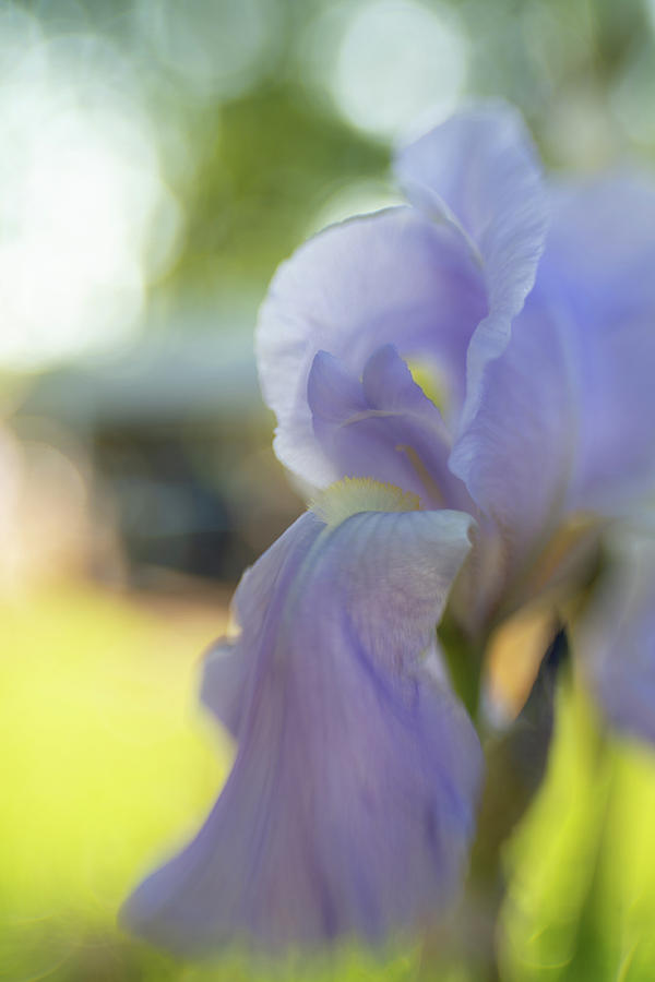 Lavender Blue 2 Photograph by Pamela Taylor