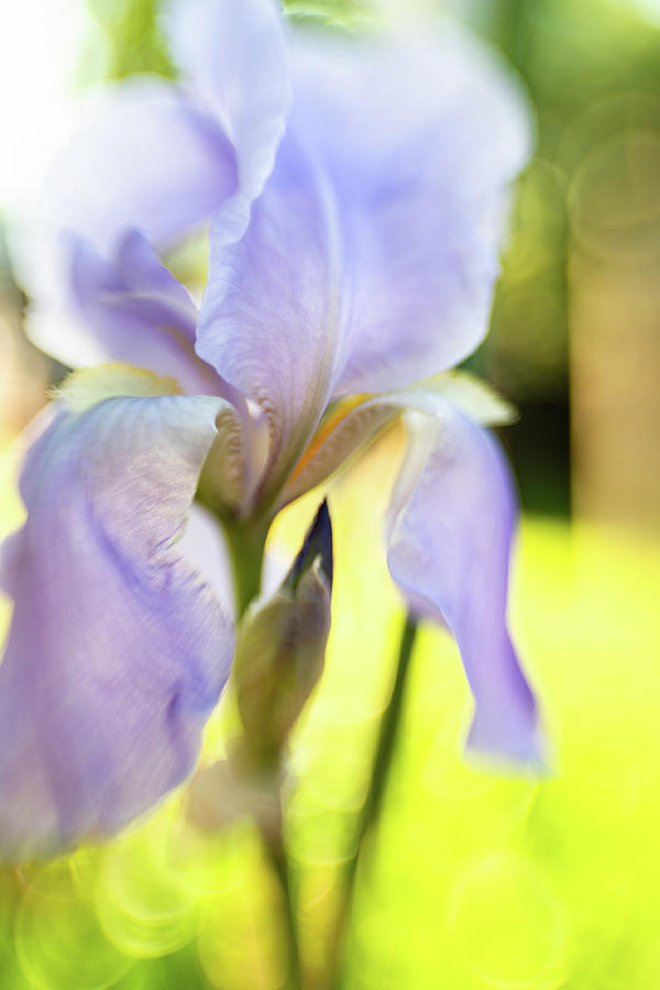 Lavender Blue 3 Photograph by Pamela Taylor