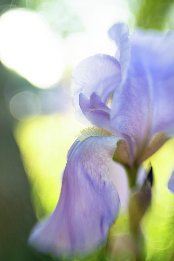 Lavender Blue  Photograph by Pamela Taylor