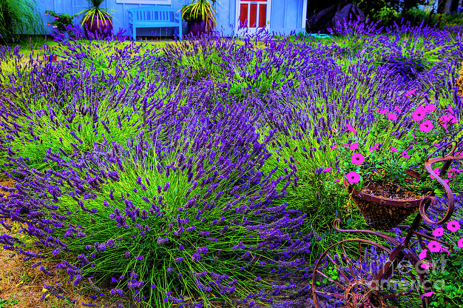 Lavender Blue Photograph by Rick Bragan