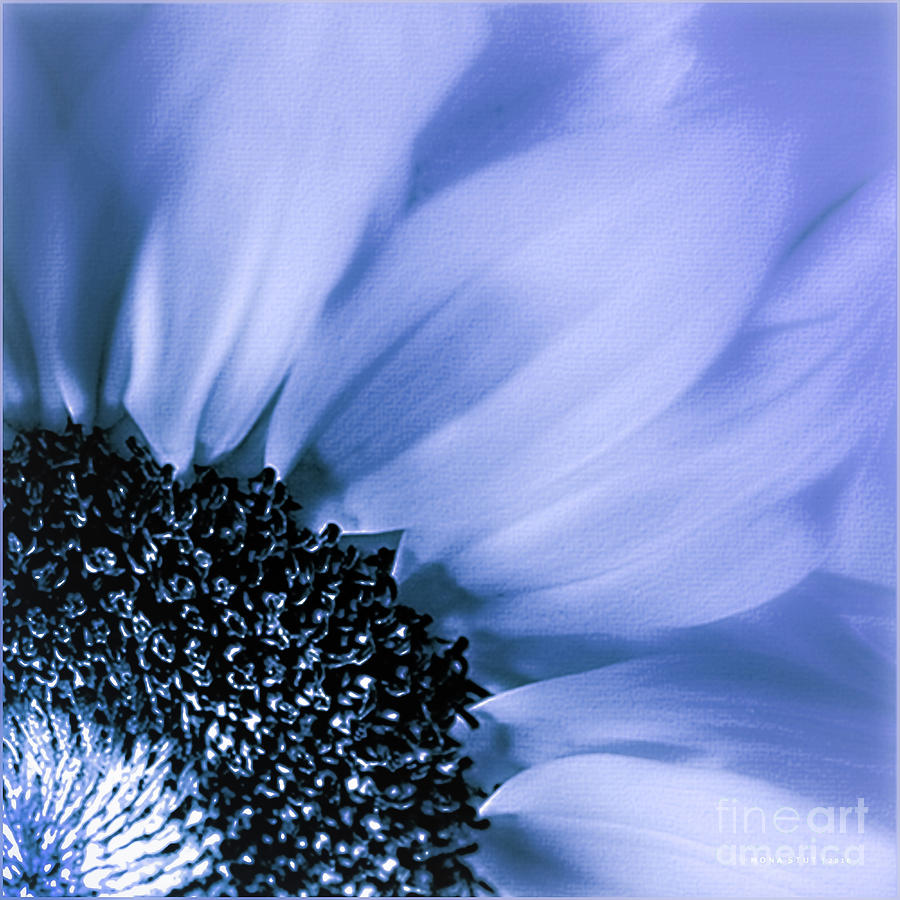 Nature Photograph - Lavender Blue Silk by Mona Stut