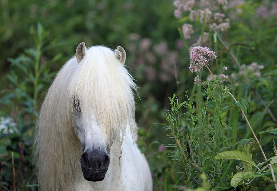 Animal Photograph - Lavender Blue- Welsh Pony by Susie Gordon