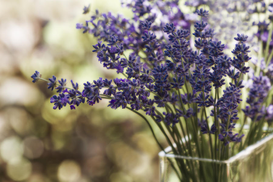 Flower Photograph - Lavender Bokeh by Rebecca Cozart