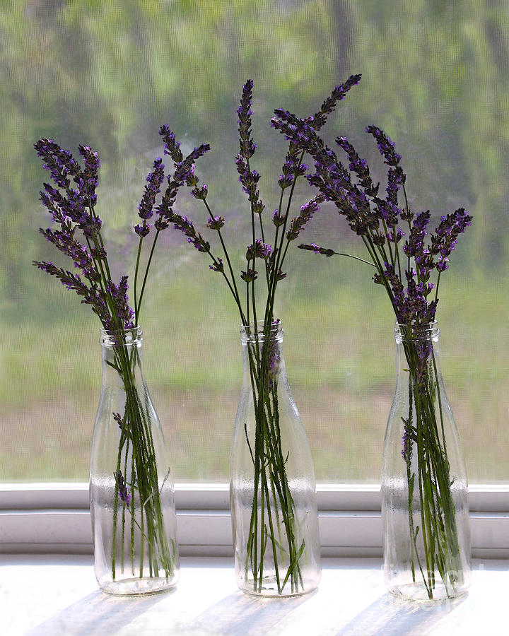 Lavender Bouquets on Window Sill Photograph by Catherine Sherman