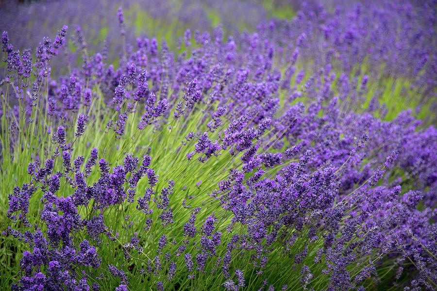 Lavender Breeze Photograph by Jani Freimann