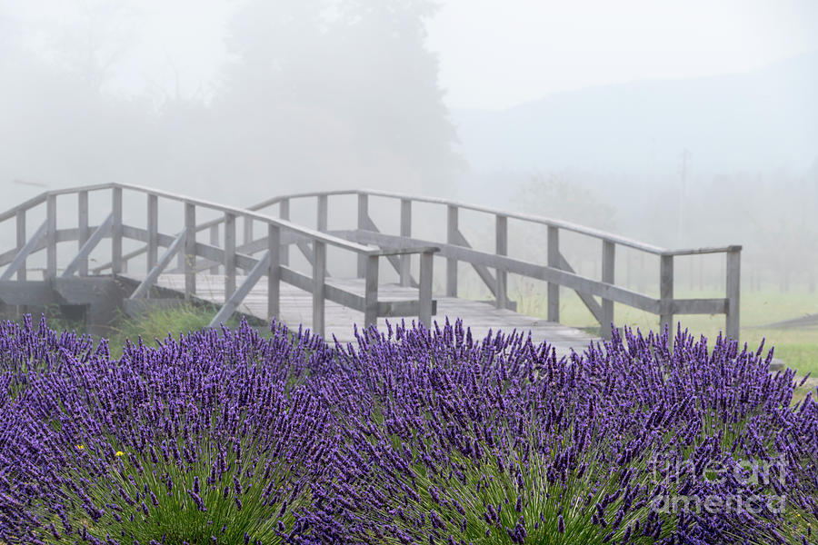 Lavender Bridge Photograph by Louise Magno