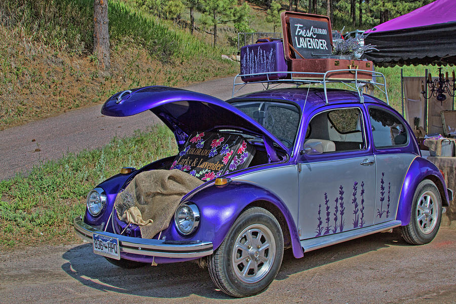 Lavender Bug Photograph by Alana Thrower