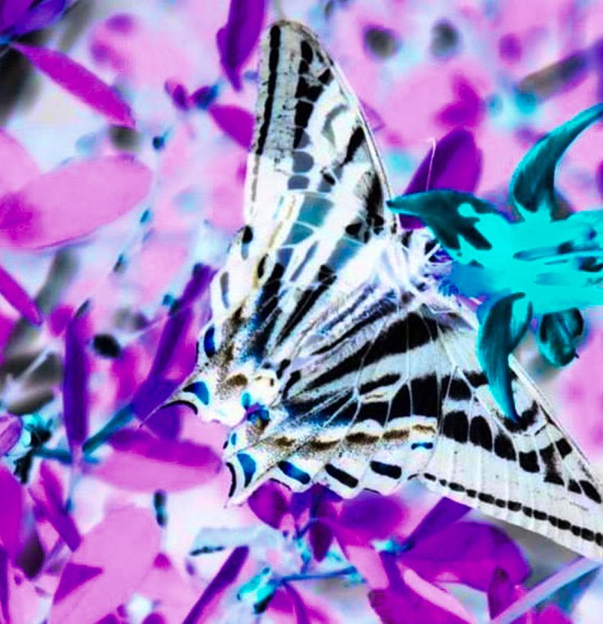 Lavender Butterfly Mixed Media by Jennifer Lake