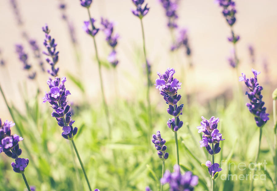 Lavender Photograph by Cheryl Baxter