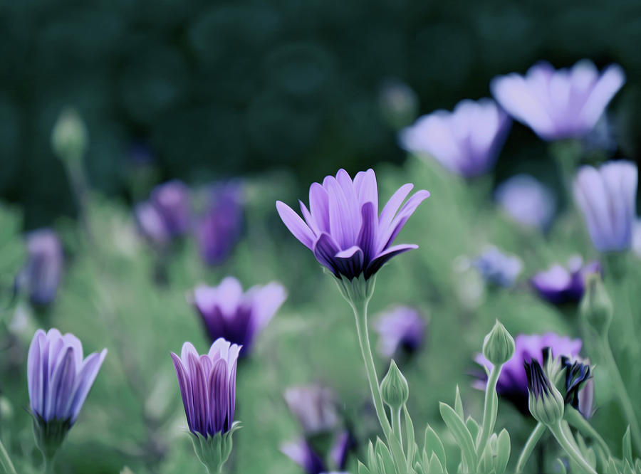 Nature Photograph - Lavender Flowers by Tianxin Zheng
