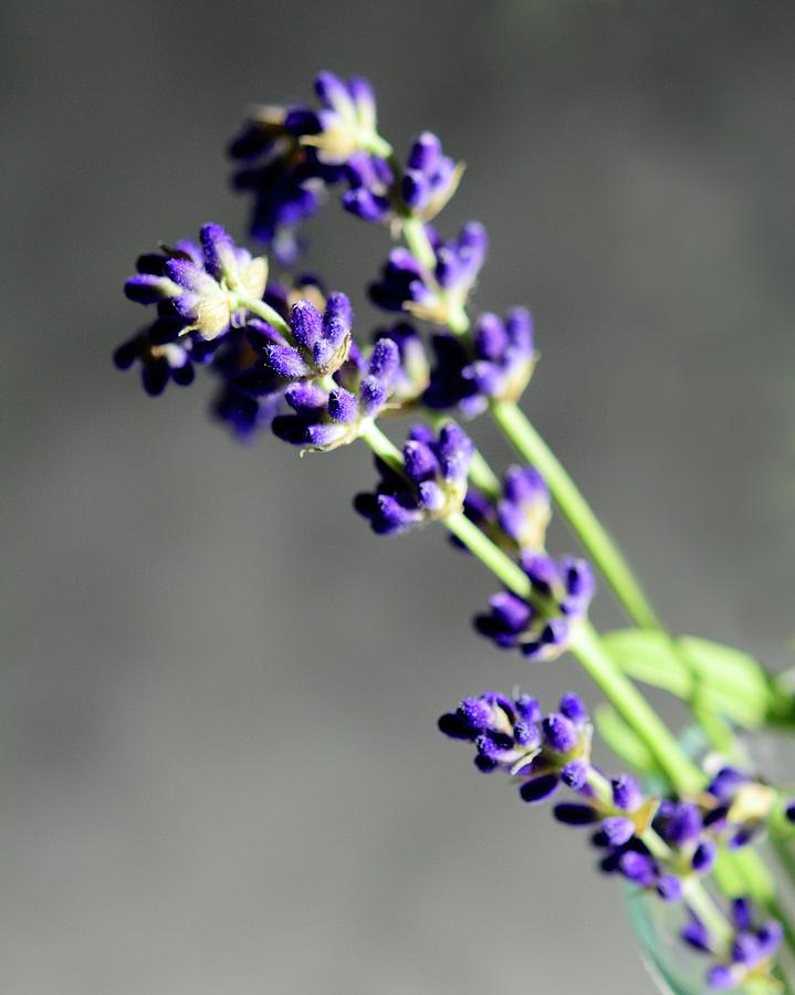 Lavender Photograph by Corinne Rhode