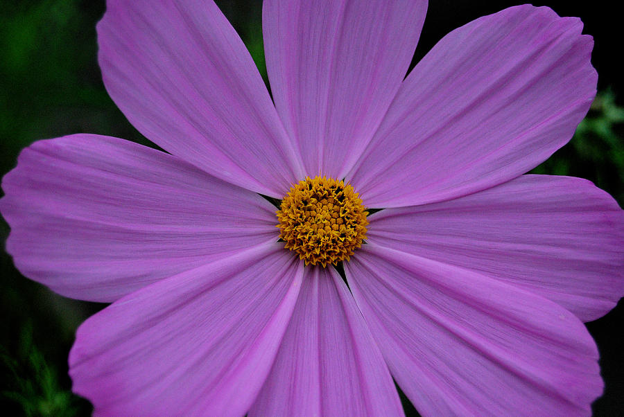 Lavender Cosmos Photograph by Marilynne Bull