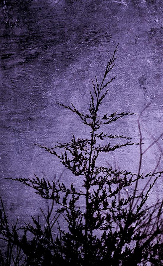 Lavender Darkness Photograph by Annie Adkins