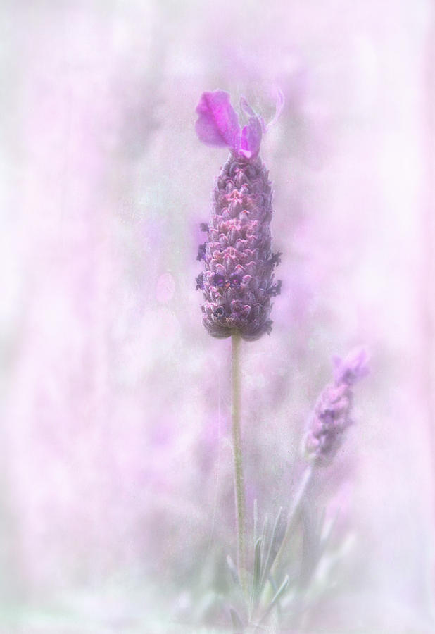 Lavender Photograph by David and Carol Kelly