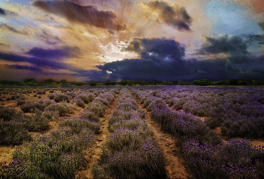 Spring Photograph - Lavender Dawn by Lynn Bauer