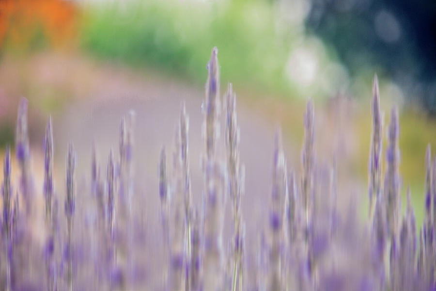 Lavender Daydreams Photograph by Cheryl Day