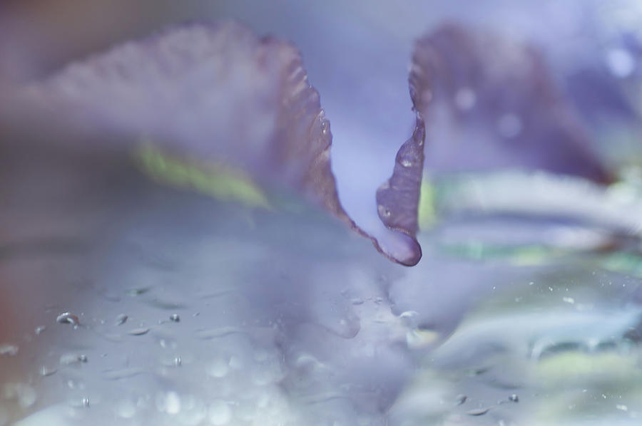 Iris Photograph - Lavender Delight by Jenny Rainbow