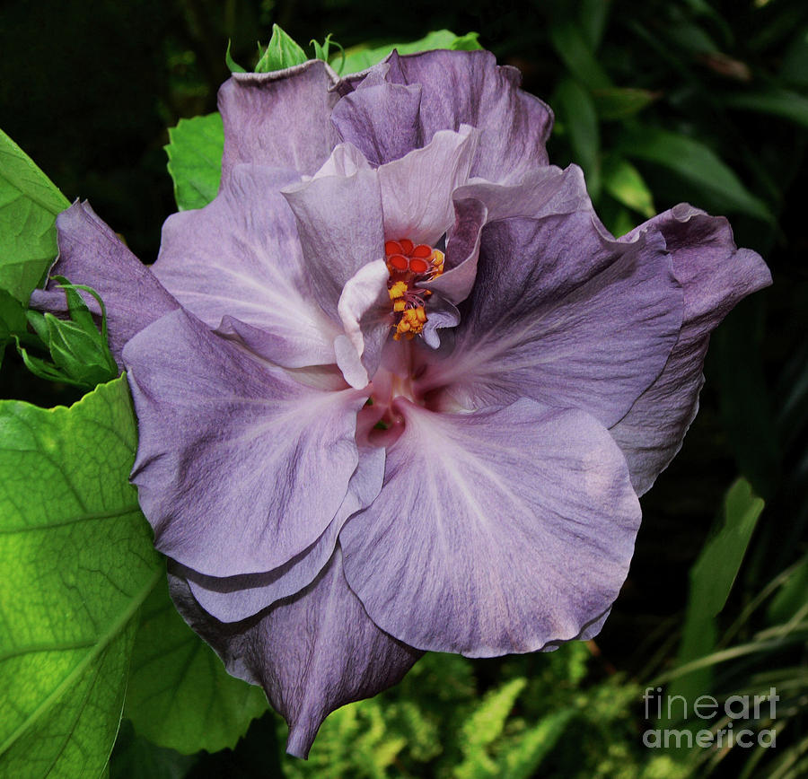 Flowers Still Life Photograph - Lavender by Doug Norkum