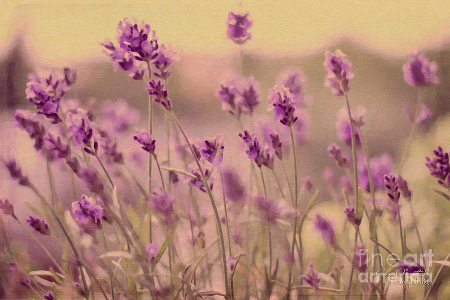 Lavender Dreaming ... Painting