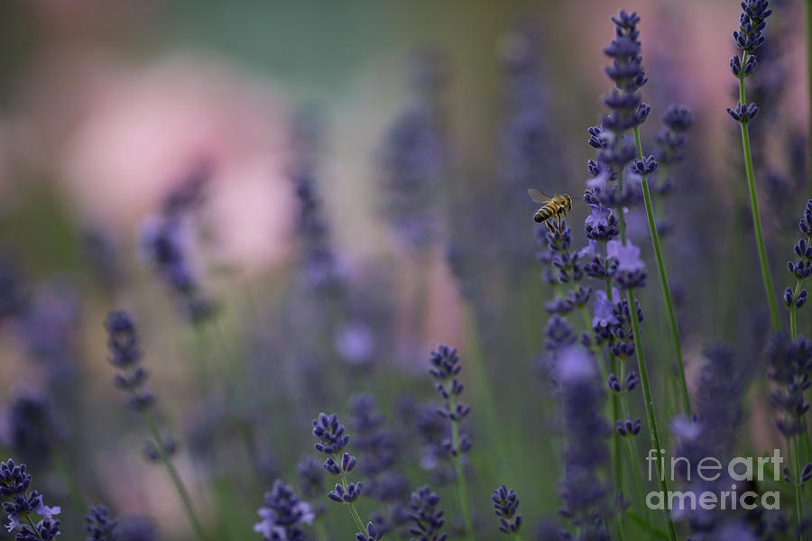 Summer Photograph - Lavender Dreams by Eva Lechner