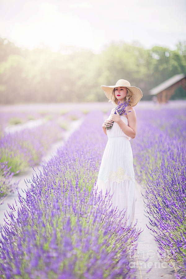 Flower Photograph - Lavender Dreams by Evelina Kremsdorf