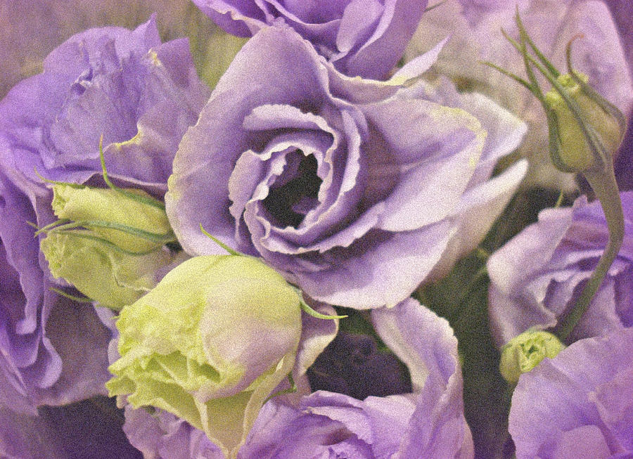 Lavender Photograph - Lavender Dreams by Kathy Bucari