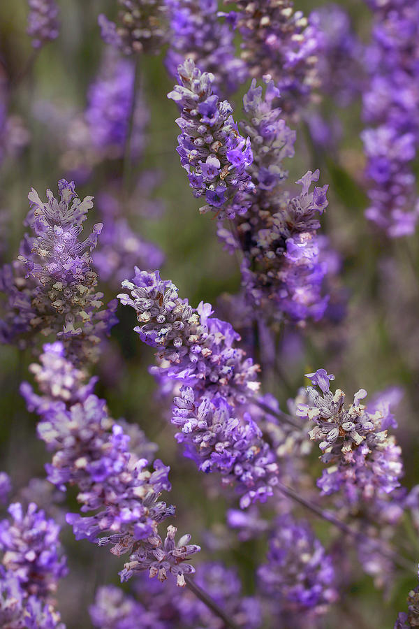 Lavender Dreams Photograph by Vanessa Thomas