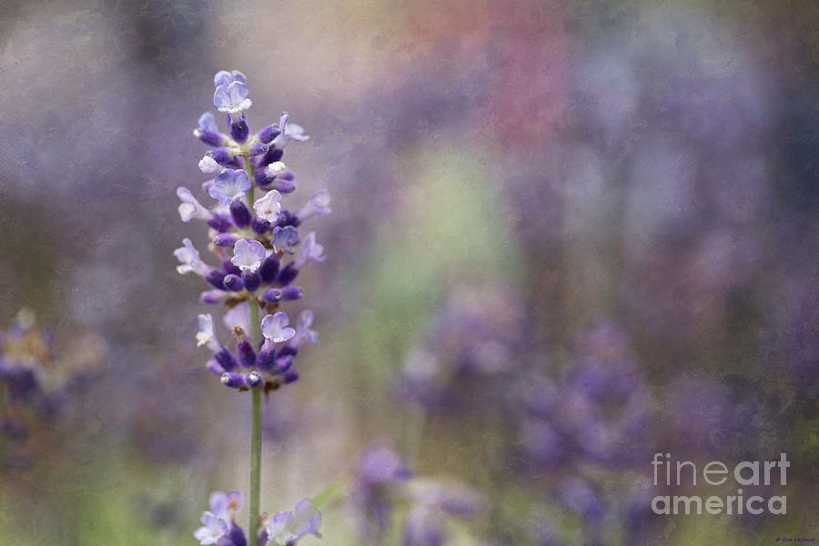 Summer Photograph - Lavender by Eva Lechner