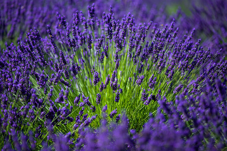 Lavender Photograph by Evgeny Vasenev