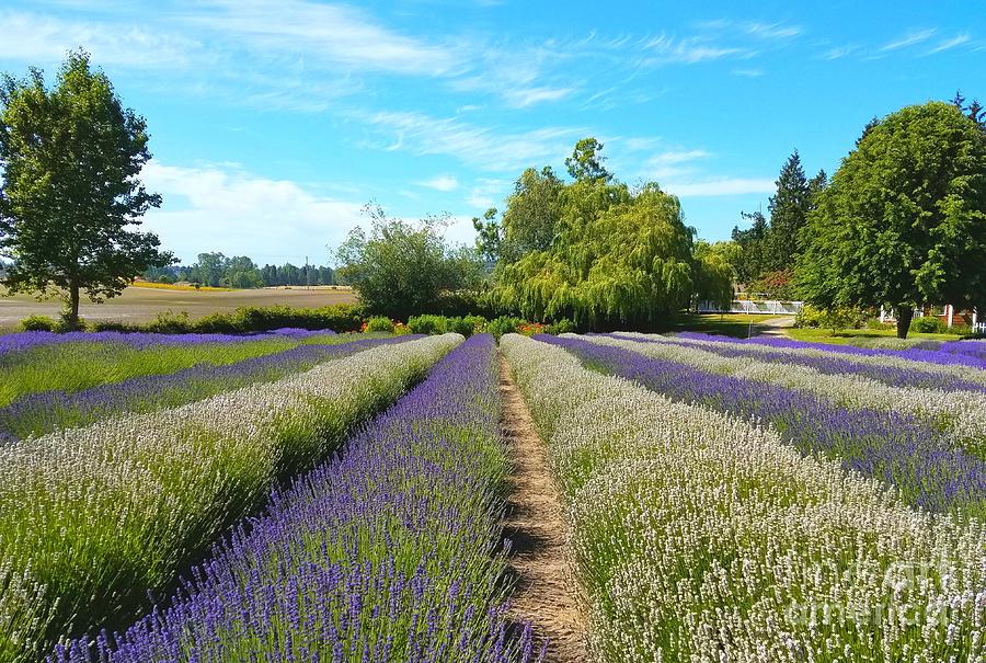 Lavender farm 2 Photograph by Jane Powell - Pixels