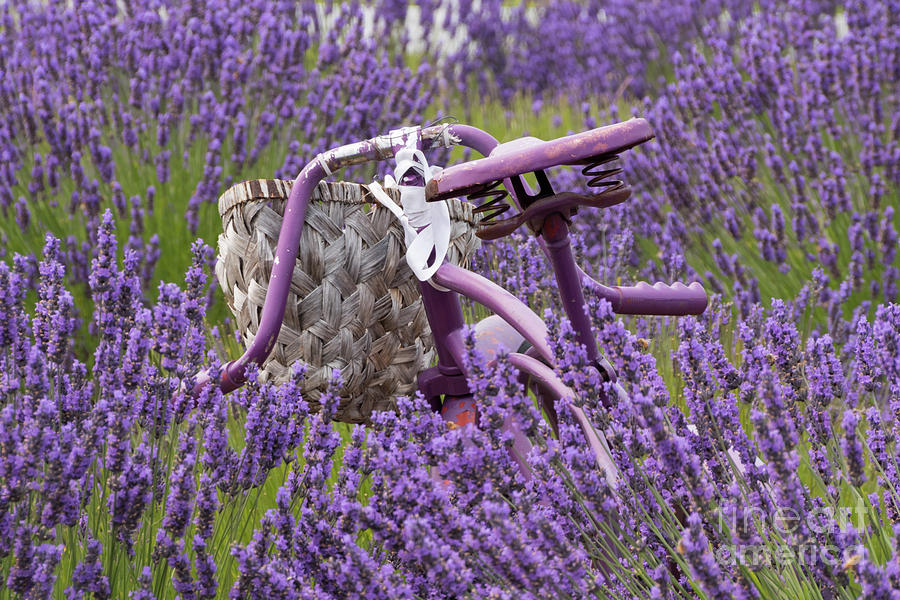 Lavender Farm Bike Photograph by Louise Magno