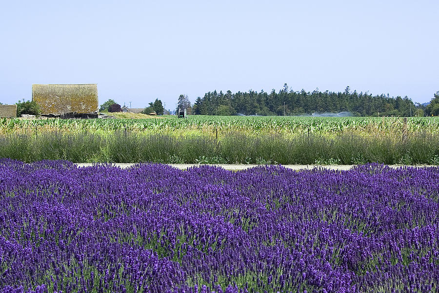 Flower Photograph - Lavender Farm by David Patterson
