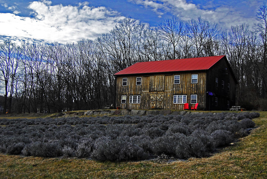 Lavender Farm Photograph by Elsa Santoro