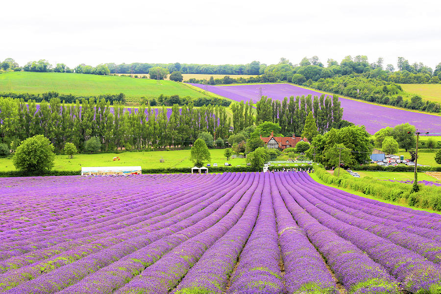 Lavender Farms in Sevenoaks by Zahra Majid