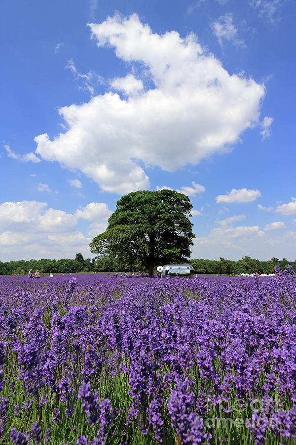 Lavender field and whispy cloud Photograph by Julia Gavin