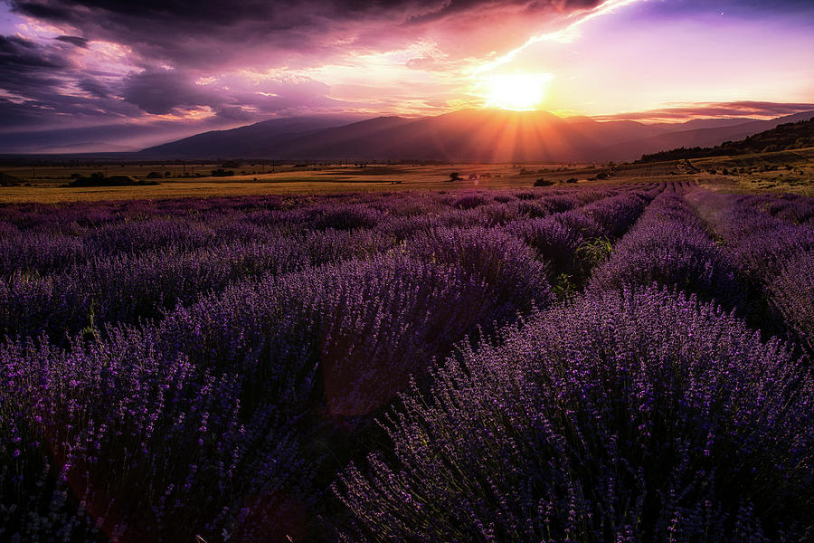 Lavender field at sunset Photograph by Plamen Petkov