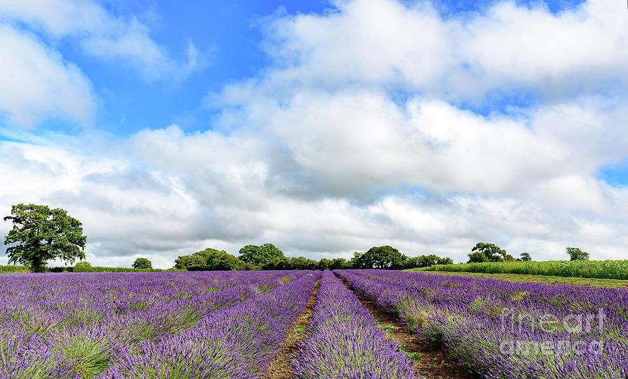 Lavender field Photograph by Colin Rayner